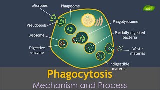 Phagocytosis Animation  Notes  Immunology  Basic Science Series Hindi [upl. by Archle]