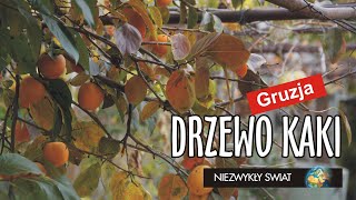 Niezwykly Swiat  Gruzja  Mccheta  Drzewo kaki [upl. by Thamos]