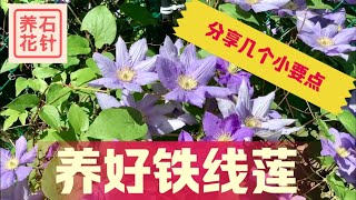 铁线莲养护、开花实例介绍  说说日照、浇水、根部保持凉爽  Clematis Dianas Delight [upl. by Adelia]