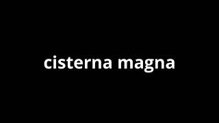 what is the meaning of cisterna magna [upl. by Humo]