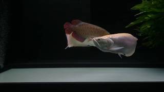 Albino Silver Arowana amp Red Arowana 24AUG2016 [upl. by Araz167]