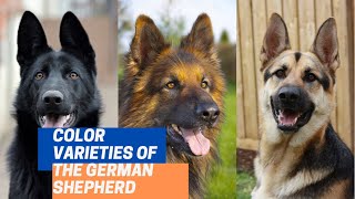 10 Different German Shepherd Coat Colors [upl. by Wake]