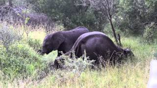 Playful elephants drunk on marula fruit at 0035 [upl. by Gora]