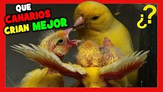 ¿QUE TIPOS DE CANARIOS CRIAN MEJOR 😍 Canarios Más Fáciles de Criar 🐤 CRIA DE CANARIOS [upl. by Breech]