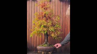 Metasequoia bonsai in autumn colors [upl. by Lilla]