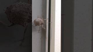 Get Rid of Stink Bugs  DoMyOwncom domyownpestcontrol [upl. by Jary]