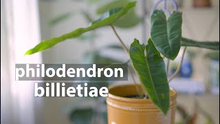 Philodendron Billietiae  Philodendron winter care [upl. by Eihs]