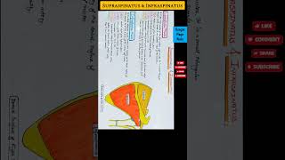 Supraspinatus and Infraspinatus [upl. by Anailil659]