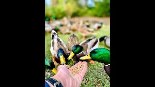 Hungry Ducks at Hambledon Drive Duck Pond ducks handfed pond wildlife [upl. by Asyen]