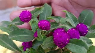 How to grow gomphrena globosa plant  summer season best flowering plant gomphrena gomphrena [upl. by Dougall]