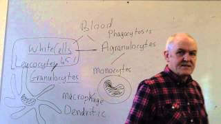 Blood lesson 1 Plasma and the white cells [upl. by Erbes]