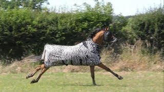 Very fast galloping Arabian horse and Friesian horse [upl. by Waylan]