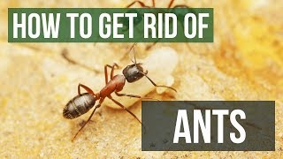 How to Get Rid of Ants  Kill Ants in Your Home Yard amp Garden 4 Easy Steps [upl. by Tezil]