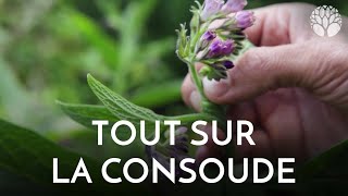 Tout sur la grande consoude [upl. by Dotson]