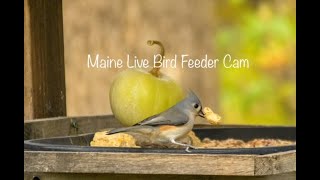 Bird visitors 11 species seen at the Maine Live Bird Feeder Cam November 2024 [upl. by Paymar]