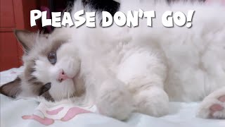 A Day in Jimmys Life  Mypawsntails Funny Cats Video [upl. by Nylear]