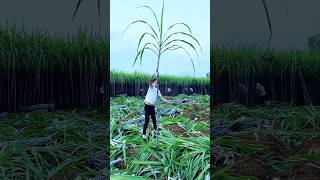 Worlds Most Unique Bamboo Sugarcane 🌱🤯 sugarcane farming facts [upl. by Arik]