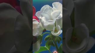 Time lapse blooming video of Begonia flowers gardening nature begonia [upl. by Owens]