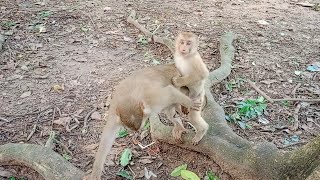 Best video play with adorable pigtail monkeys [upl. by Esilanna953]