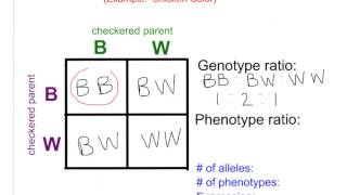 Bio 85 Non Mendelian Genetics  Incomplete amp Codominance [upl. by Ylatfen]