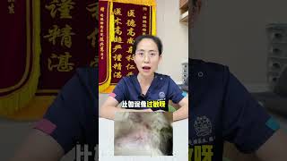 耳螨和马拉色菌感染怎么办 新手养猫指南 新手养猫 养猫好物 宠物知识 猫咪 猫 宠物 兽医 [upl. by Naillimixam885]