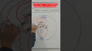 Find Out the Complete Story From Metaphase of Mitosis Cell Cycle amp Cell Division Playlist [upl. by Einotna368]