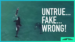 5 Things people get WRONG about the Orcas amp swimmer video [upl. by Olrak627]