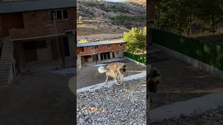 DAYANDI ALİ CABBAR  köpek köpekler kangal [upl. by Esirahc]