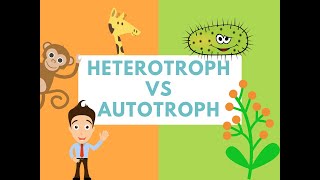 Difference Between Heterotrophs and Autotrophs Difference it [upl. by Alcock]