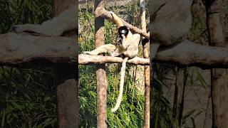 Crowned Sifaka lazing on a sunny afternoon [upl. by Rolan]