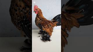 Karzełek łapciaty porcelanowy ☺️ hobby hodowla chicken rooster kury rolnictwo trance [upl. by Schweitzer372]