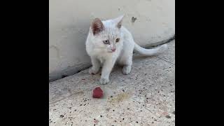 Kedi sucuk yemek istemiş ☺️🥰 instagram cat keşfetteyiz keşfetbeniöneçıkar keşfetedüş tiktok [upl. by Margarete]