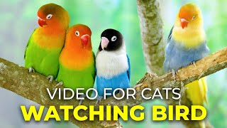 Cats Favorite Mesmerizing Bird Videos Tailored For Curious Cats  CatTV Central [upl. by Noitsirhc]