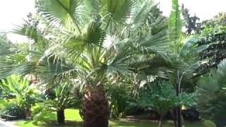 Washingtonia filifera 2018 [upl. by Christy]