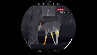 Nocpix ACE H50R Thermal Riflescope  Moose 20 meters [upl. by Talya117]