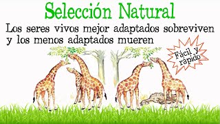 🌿¿Qué es la Selección Natural🐝 Fácil y Rápido  BIOLOGÍA [upl. by Darcey516]