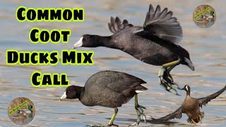 common coot ducks mix call 2022  Coot birds best sound  Coot ki awaz  Duck call sound 2022 [upl. by Norra810]