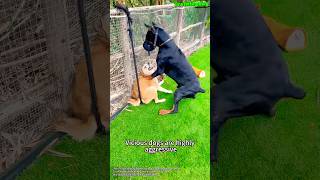 🔥 Warrior Training Protecting Your Owner” dog germanshepherd k9 dogtraining doberman k9s [upl. by Adnilre349]