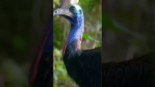 Southern Cassowary A large flightless bird [upl. by Ednew519]