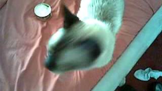 Waking up the worlds loudest siamese cat [upl. by Boyd]