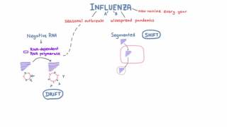 Influenza Drift and Shift  Negative RNA and the Segmented Genome [upl. by Enawd]