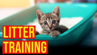 How To Train kittens To Use The Litter BoxAll Cats [upl. by Arod17]