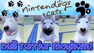 Nintendogs  Cats Bull terrier Mayhem [upl. by Lattonia]