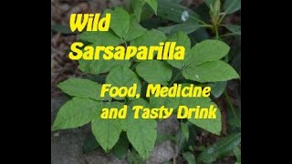 Wild Sarsaparilla  Food Medicine and Tasty Drink [upl. by Netsrijk]