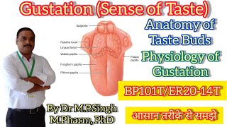 Gustation Sense of Taste  Anatomy of Taste Bud amp Gustation Pathway  HAPI  BP101T amp ER2014T [upl. by Gough520]