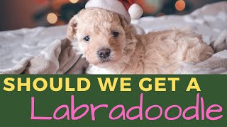 Everything a Labradoodle Breeder Might Not Tell You [upl. by Aridatha]