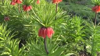 Магия цветов Фритиллярия  Рябчик императорский Fritillaria imperialis [upl. by Alyakim]