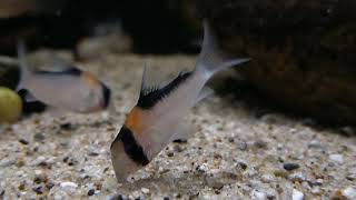 Corydoras adolfoi wild bij Aquarium Speciaalzaak Utaka [upl. by Shannah]