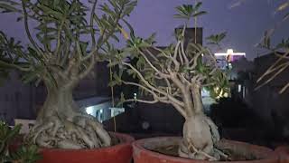 WINTER CARE OF ADENIUM PLANT  FUN GARDENING [upl. by Mark]