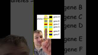 Genes vs Alleles [upl. by Martha]